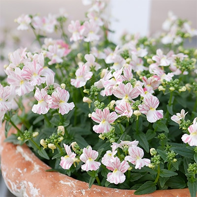 ネメシア フェアリーマーブルピンク