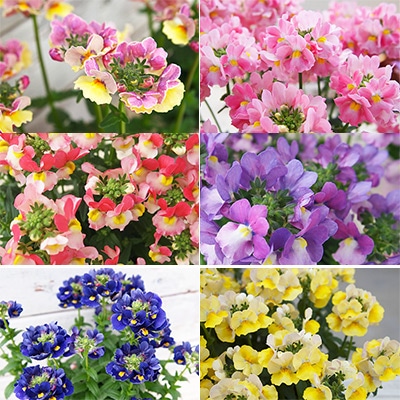 香りを楽しむネメシア メーテル 6種セット