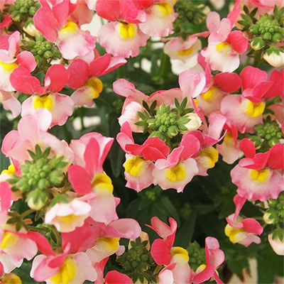 ネメシア メーテル グッピー