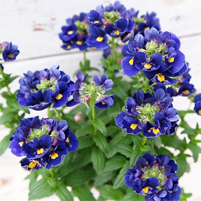 ネメシア メーテル ミッドナイトブルー