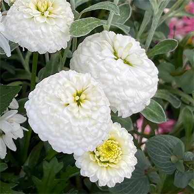 マーガレット様25cm マーガレット マルコロッシ｜種（タネ）,球根,苗,資材