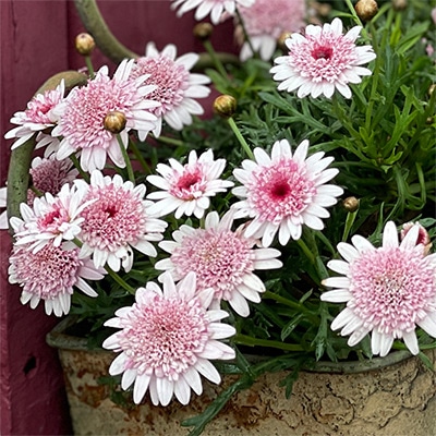 マーガレット あずきちゃん