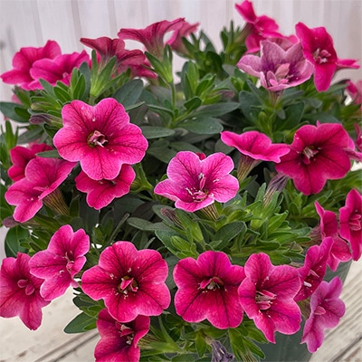 カリブラコア キティ