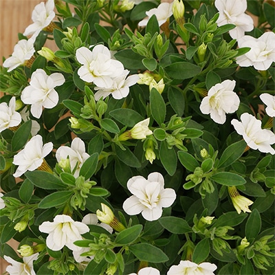 カリブラコア スノープリンセス