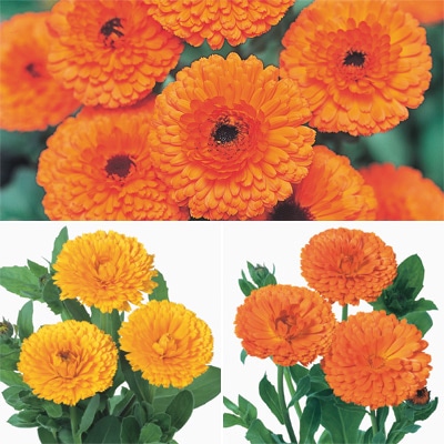 セルトップ(R)苗 キンセンカ 切り花向き 3種セット