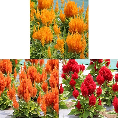 ケイトウ フランマ 3種セット