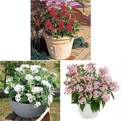 ペンタス グラフィティー 3種セット