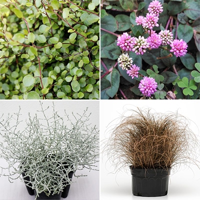 カラーリーフ 4種セット