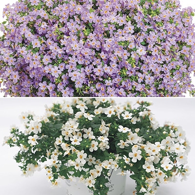 ステラ スノーストーム 2種セット