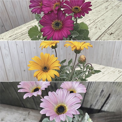 アークトチス プルミエ 3種セット