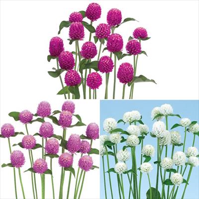 センニチコウ ネオン 3種セット