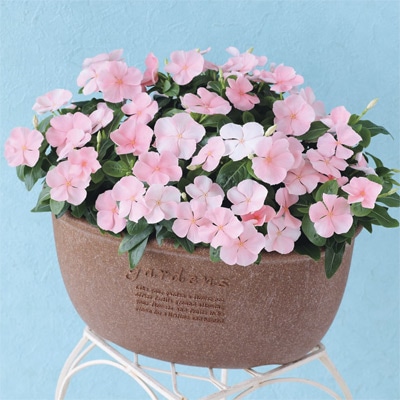 ニチニチソウ ミスココ