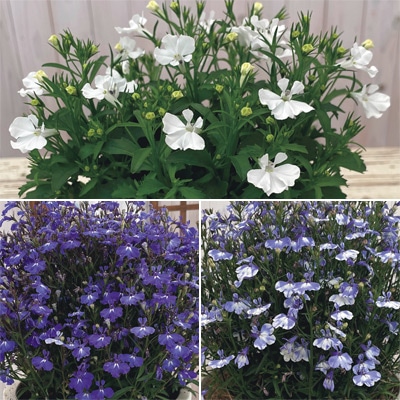 ロベリア ジャンヌ 3種セット