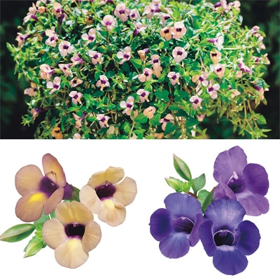 スーパートレニア カタリーナ プレミアム 2種セット