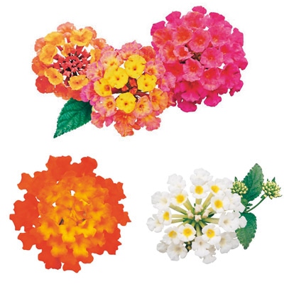 ランタナ スーパーランタナ 3種セット