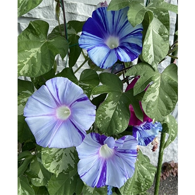 アサガオ 江戸むらさき