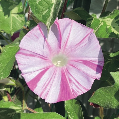 アサガオ なにわ紅しぐれ