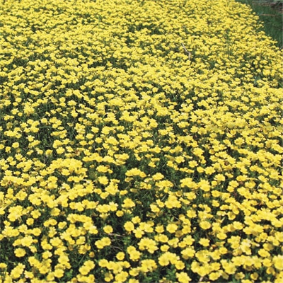 メカルドニア イエロージュエル