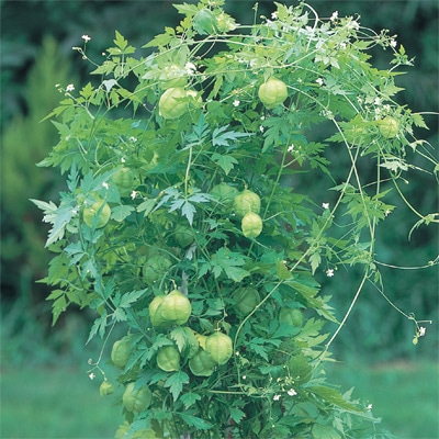 フウセンカズラ