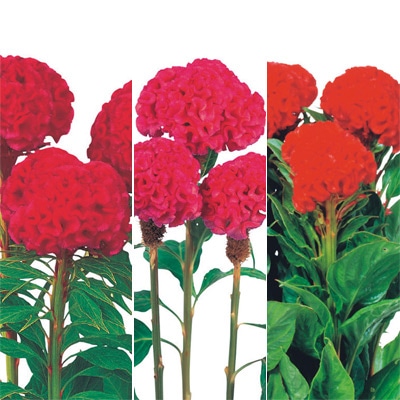 セルトップ(R)苗 5月お届け ケイトウ 久留米系ケイトウ 3種セット