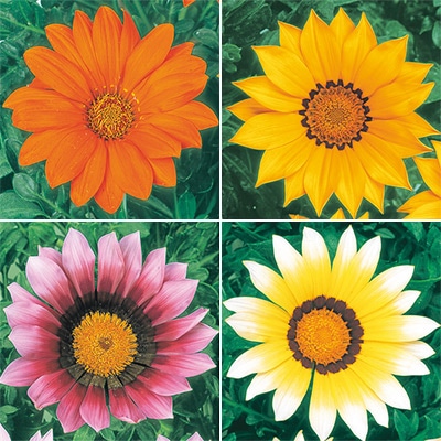 連結パック苗 5月お届け ガザニア ニューデイ 4種セット