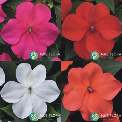 連結パック苗 5月お届けインパチェンス ビーコン 4種セット