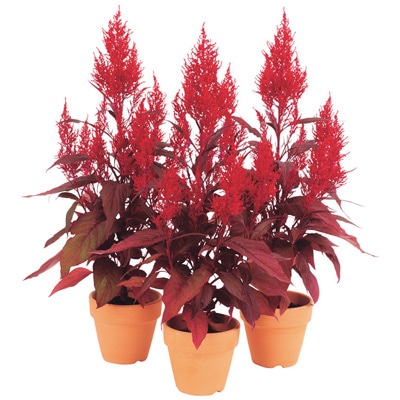 連結パック苗 6月お届け ケイトウ レッド クリフ