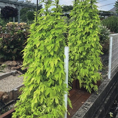 イポメア スパイラル キーライム