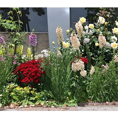 春待ち（R）苗 ジギタリス花壇セット