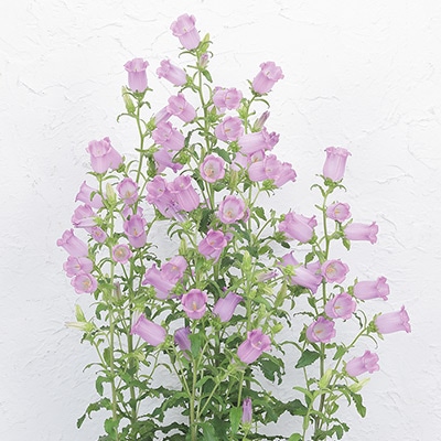 春待ち（R）苗 カンパニュラ チャンピオンiQ ライラック