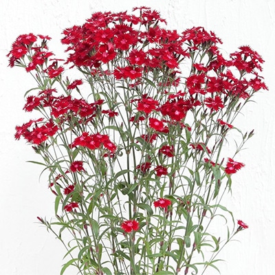 春待ち（R）苗 ダイアンサス レッド