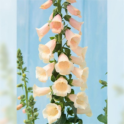 春待ち（R）苗 春待ち（R）苗 ジギタリス アプリコット