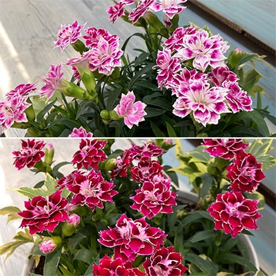 ダイアンサス チャーミー 2種セット