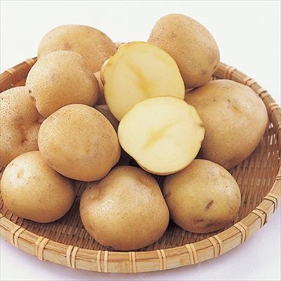 ジャガイモ とうや タネイモ