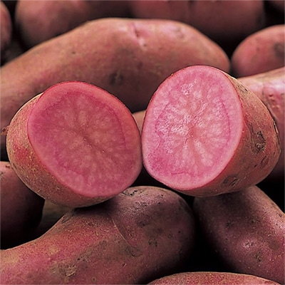 ジャガイモ ノーザンルビー タネイモ
