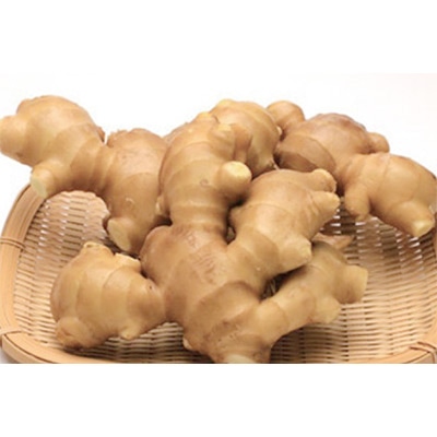 大ショウガ 黄ショウガ