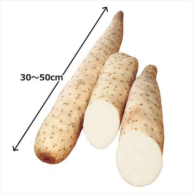 野菜の球根 ヤマイモ 種 タネ 球根 苗の通販はサカタのタネ オンラインショップ