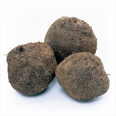 ヤマイモ 丸種育成やまのいも 新丹丸