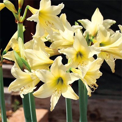 アマリリス ガーデンオーケストラ(R) イエローラスカル