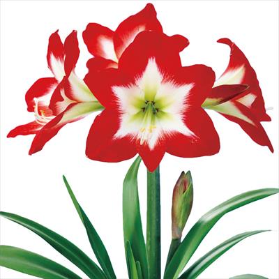 アマリリス トレスチック 種 タネ 球根 苗の通販はサカタのタネ オンラインショップ