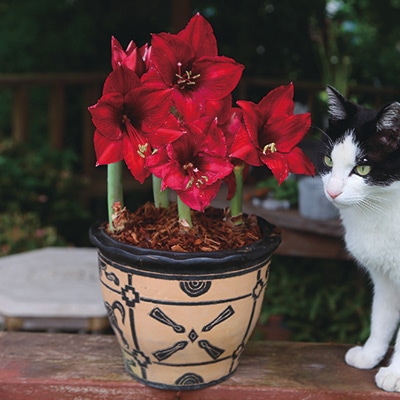 カジュアルアマリリス  アラビアンナイト