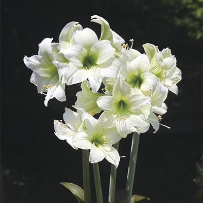 カジュアルアマリリス ノースポール