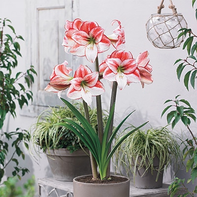 カジュアルアマリリス テーブルダンス