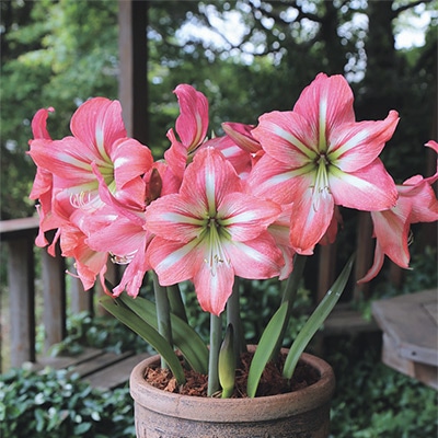 カジュアルアマリリス リバーダンス