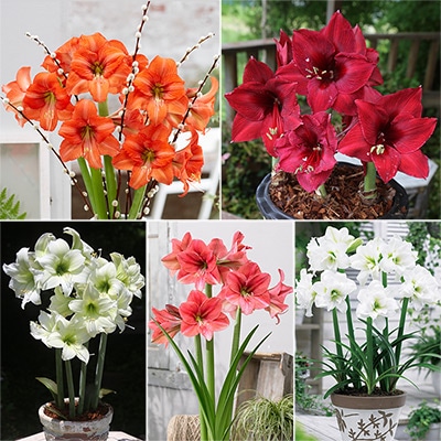 アマリリス 見計らいセット