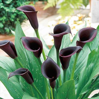 カラー オデッサ