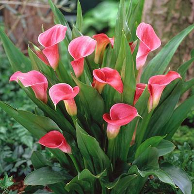 草花の球根 カラー 種 タネ 球根 苗の通販はサカタのタネ オンラインショップ