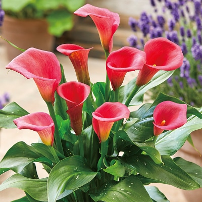 カラー キャピテイン ハリウッド