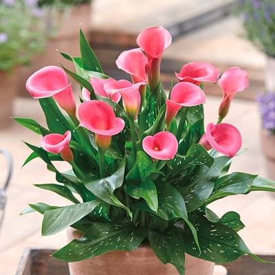 カラー キャピテイン チェリオ