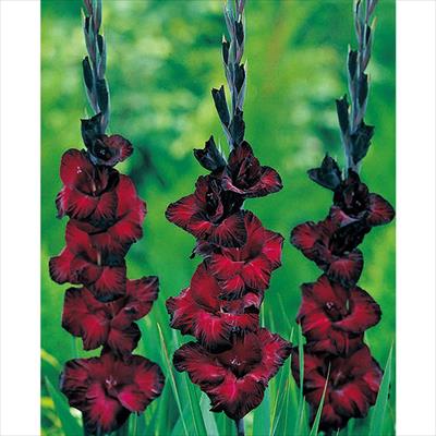 グラジオラス ブラックスター